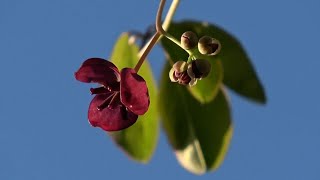 Akebia quinata Chocolate Vine [upl. by Ashjian782]