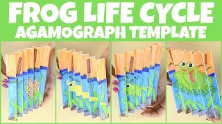 Frog Life Cycle Agamograph Template [upl. by Analak94]