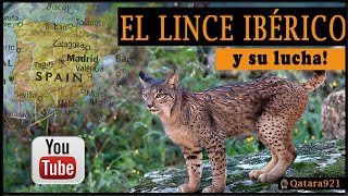 EL LINCE IBÉRICO y su lucha documental educativo [upl. by Izak833]