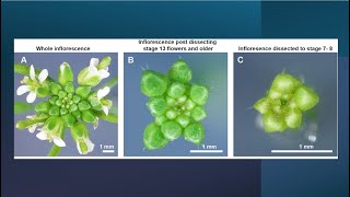 Precision Dissection of Arabidopsis Flowers from Inflorescence Using Tweezers [upl. by Kcirdehs459]