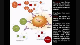 Monoclonal and Polyclonal antibodies  Immunology biologyexams4u [upl. by Anilet]