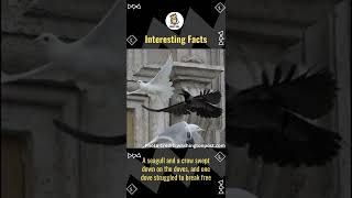 Popes Doves For Peace in Ukraine Attacked by crow and seagull  Interesting Facts  Amazing Facts [upl. by Nage]