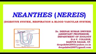 NEANTHES NEREIS  DIGESTIVE SYSTEM RESPIRATION amp BLOOD VASCULAR SYSTEM [upl. by Nonie753]