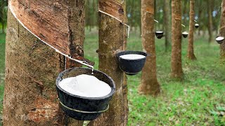 How to Harvest Rubber Directly From Trees  Rubber Harvesting Process [upl. by Nnailuj603]