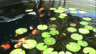 Fancy Goldfish in Outdoor Pond Ranchu Oranda Black Moor Lionhead [upl. by Adym]