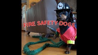 Crusoe amp Oakley Dachshund Fire Safety Dogs [upl. by Barr]