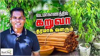 Cinnamon Tree Farming in Sri Lanka Vlog  Karuva Tree  Best Farm House in Sri Lanka  BK in Reecha [upl. by Almeida]