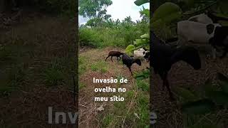 As ovelhas do vizinho invadiu meu sítio [upl. by Notsae]