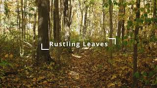 Rustling leaves sound effect in 4 minutes [upl. by Elmaleh]