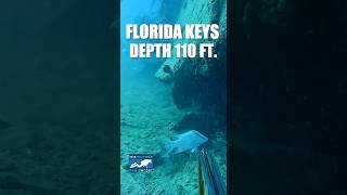 SPEARING HOGFISH 110 ft DEEP shorts scubadiving spearfishing fishing [upl. by Fendig]