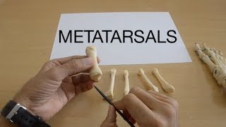 METATARSALS [upl. by Valenka447]