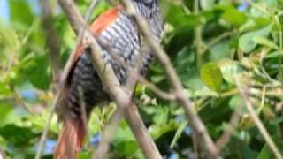 Chocalistrada Thamnophilus palliatus  Chestnutbacked Antshrike [upl. by Theis]