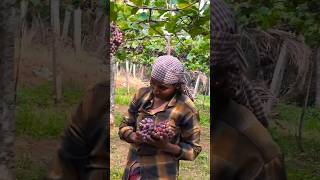 Enjoy Farm Fresh Grapesytshorts videos [upl. by Sybila783]