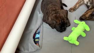 7 Week old Brindle Bullmastiff Puppies [upl. by Connie435]