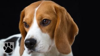 Породы собак  Бигль Beagle Dog Breed [upl. by Notsreik]