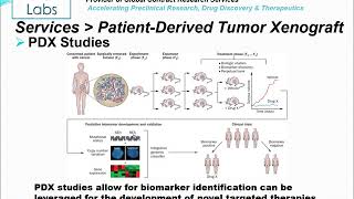 Altogen Labs PDX Xenograft Services [upl. by Atteirneh]