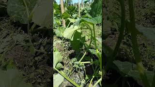 squash plantation [upl. by Zelten741]