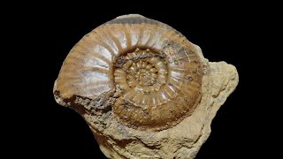 Ammonite Bredya diadematoides fossil präperation [upl. by Ettigirb659]