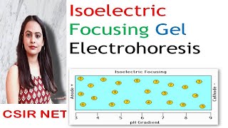 Isoelectric Focusing Gel Electrophoresis  ICSIR UGC NET [upl. by Ynahteb]