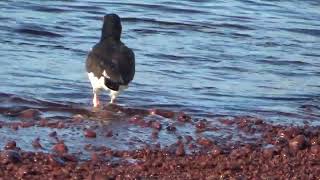 AMERICAN OYSTERCATCHER [upl. by Suiravaj353]