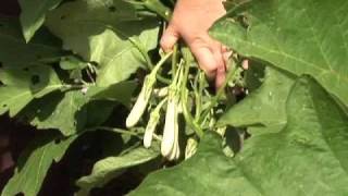 Eggplants When to Harvest [upl. by Coonan]