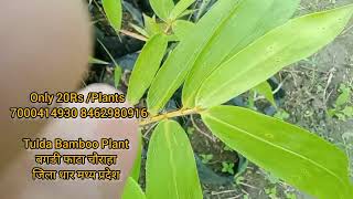 Bambusa Tulda Bamboo Plant Dhar Madhya Pradesh 7000414930 8462980916shorts ytvideo ytshorts [upl. by Griseldis110]