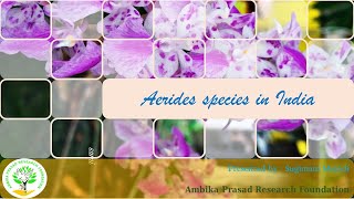 Aerides species in India [upl. by Onitram283]