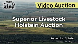 Superior Livestock Holstein Auction [upl. by Waterer]