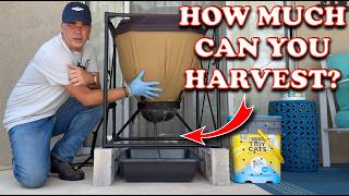 Huge Harvest amp Refeed of 10000 Compost Worms  Vermicompost Worm Farm [upl. by Vashtee191]