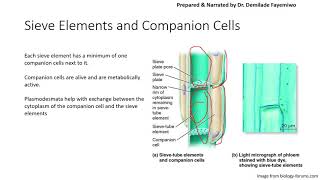 Chapter 72 Transport in the Phloem [upl. by Woodhead313]