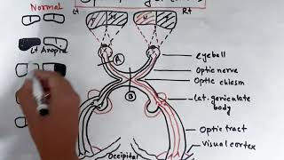 Optic pathway and Lesions  Bangla  Optic Nerve Second Cranial Nerve  Physiology [upl. by Ainiger]