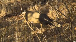 Archers Choice  Colorado Mule Deer Hunt [upl. by Alolomo]