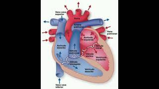 fisiologia y anatomia del corazon [upl. by Yorgerg]