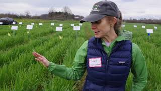 Winter peas at Cornell Cover Crop breeding field day [upl. by Akimat]