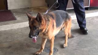 K 9 unit returns to Daleville Police Department [upl. by Iilek222]