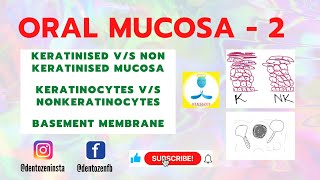 Oral Mucosa Part 2  Keratinized and Nonkeratinized Epithelium  Keratinocytes and NonKeratinocytes [upl. by Anaujal]