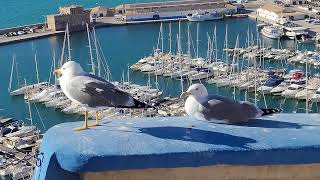 Yellowlegged gull pair by Port Calp Calpe Spain [upl. by Sells]