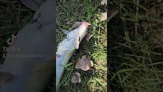 YEE HAW rustys catfishbait fishing Catfish [upl. by Latton913]