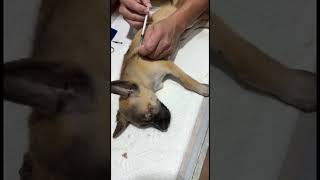 Cat rabies vaccine injection [upl. by Gibbon695]