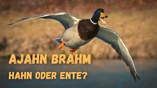 Hahn oder Ente  buddhistische Kurzgeschichte von Ajahn Brahm [upl. by Solhcin]