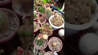 Fertilizer routine Succulent plant succulents plants cactus propagation homegarden tips [upl. by Amelus]