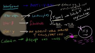 Immunology  Interferons [upl. by Liartnod]