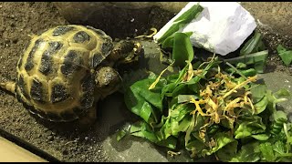 What Pebble the Horsefield tortoise eats in a day 🐢 [upl. by Rosane]