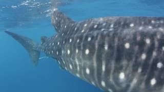 Whale shark Rhincodon typus gulp feeding on sardine eggs Gulf of Mexico Caribbean Sea [upl. by Michelina389]