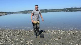 Setting up your shellfish garden Geoduck [upl. by Absalom]