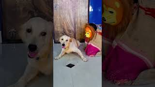 मेरा डॉग शेर से डर गया😭funnydogs shorts [upl. by Paulo]