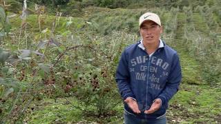 Manejo agronómico del cultivo de mora para evitar pestes  La Finca de Hoy [upl. by Trammel]