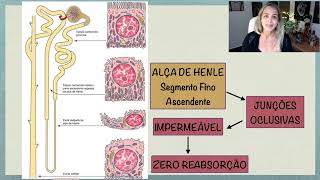Alça de Henle Segmento Fino [upl. by Karyl]