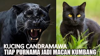 KUCING CANDRAMAWA HUTAN JUMBLENG INDRAMAYU TIAP PURNAMA BERUBAH MENJADI MACAN KUMBANG [upl. by Aztilem796]