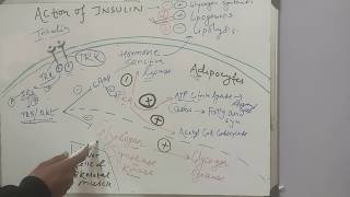 Action of Insulin on Glycogen synthesisLipolysis and Lipogenesis ENDOCRINE BIOCHEMISTRY MBBS BDS [upl. by Chem]